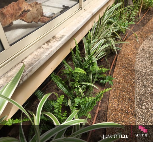 צמחים ירוקים ופס ירוק ליד חלון זכוכית